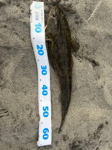 マゴチの釣果