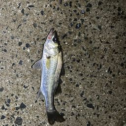 セイゴ（ヒラスズキ）