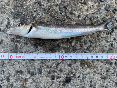シロギスの釣果