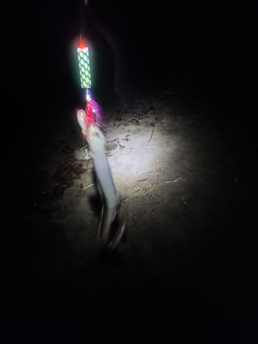 マアナゴの釣果