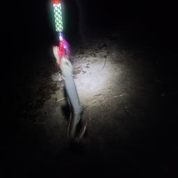 マアナゴ