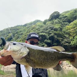 ブラックバス