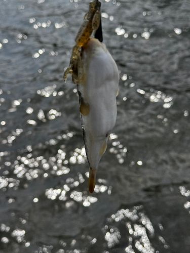 クサフグの釣果