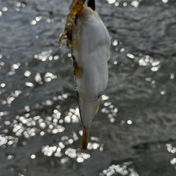 クサフグ