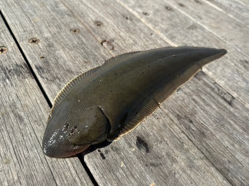 シタビラメの釣果