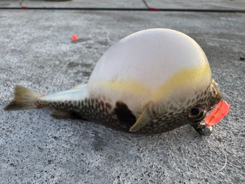 フグの釣果