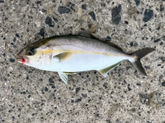 ネリゴの釣果