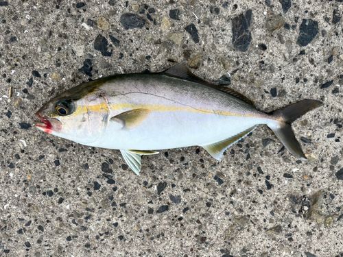 ネリゴの釣果