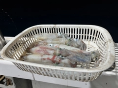 ケンサキイカの釣果