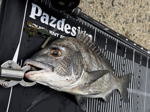 チヌの釣果