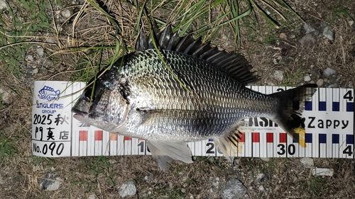 キビレの釣果