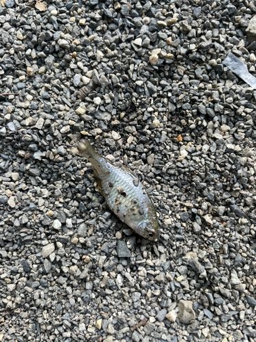 ヤリタナゴの釣果