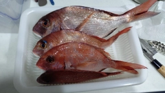 タイの釣果