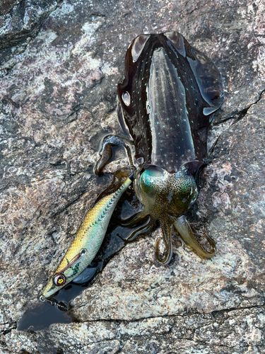 アオリイカの釣果