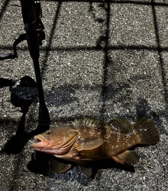 アコウの釣果