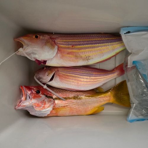 イトヨリダイの釣果