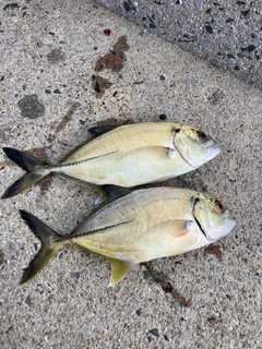 メッキの釣果