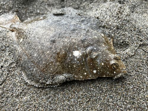 カレイの釣果