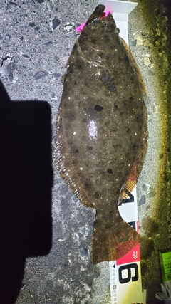 ヒラメの釣果
