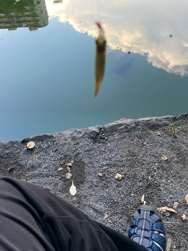 クチボソの釣果