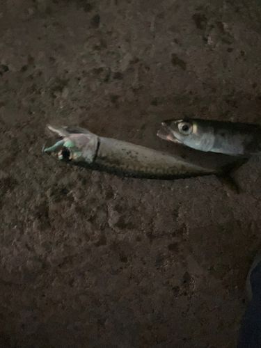 函館湾