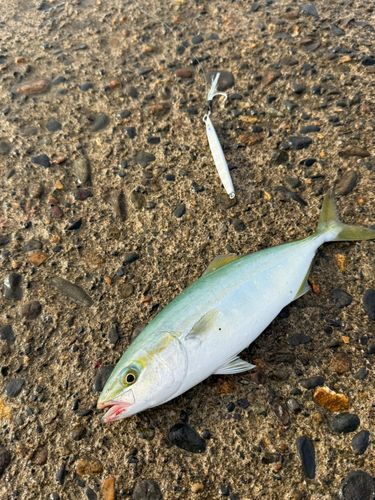 ワカシの釣果