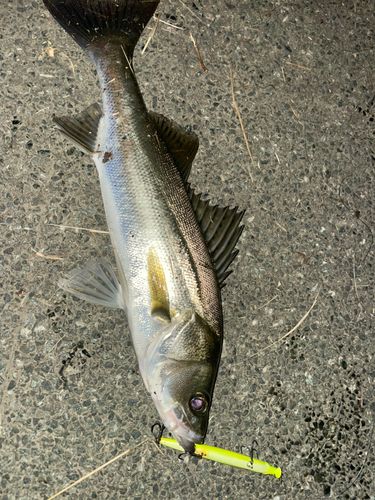 セイゴ（マルスズキ）の釣果