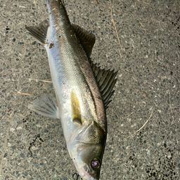 セイゴ（マルスズキ）