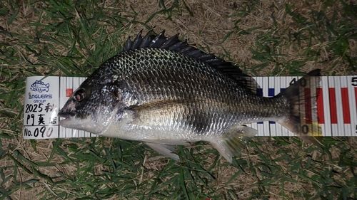 キビレの釣果