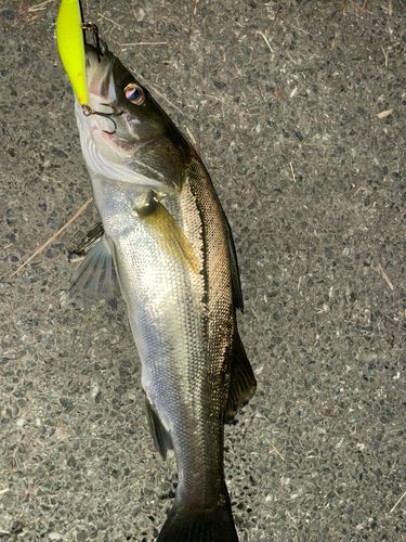 セイゴ（マルスズキ）の釣果