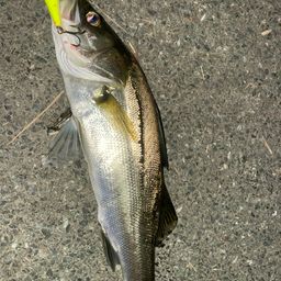 セイゴ（マルスズキ）