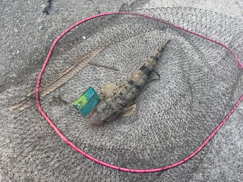 マゴチの釣果