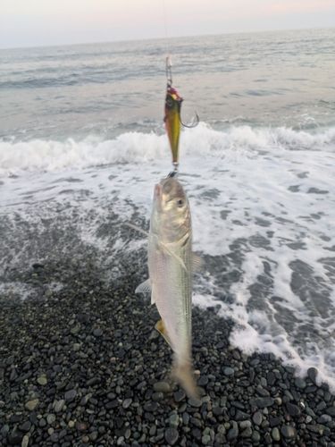 大磯海岸