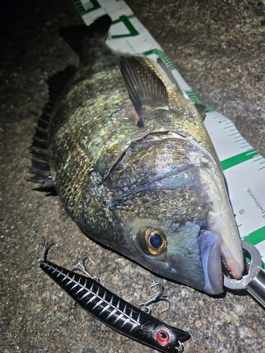 クロダイの釣果