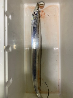 タチウオの釣果