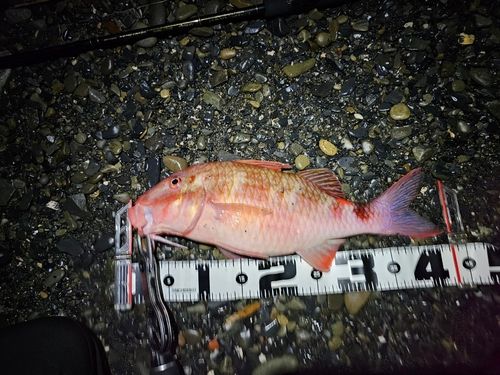 ヒメジの釣果