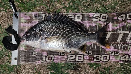 キビレの釣果