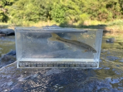 アブラハヤの釣果