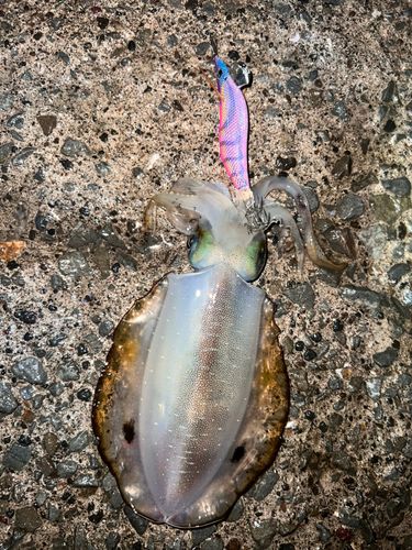 アオリイカの釣果
