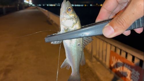セイゴ（マルスズキ）の釣果