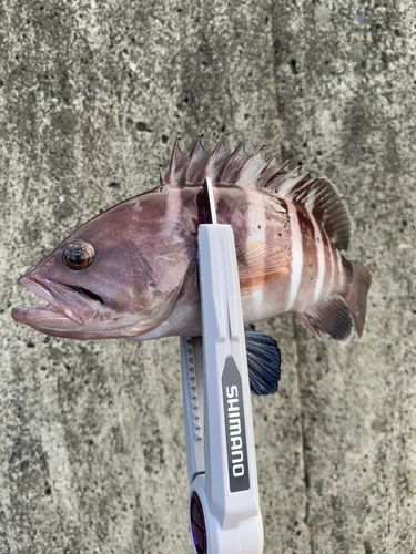 石巻湾