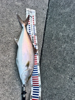 カンパチの釣果