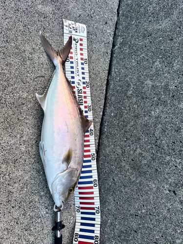 カンパチの釣果