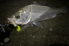 セイゴ（ヒラスズキ）の釣果