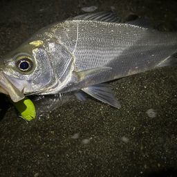 セイゴ（ヒラスズキ）