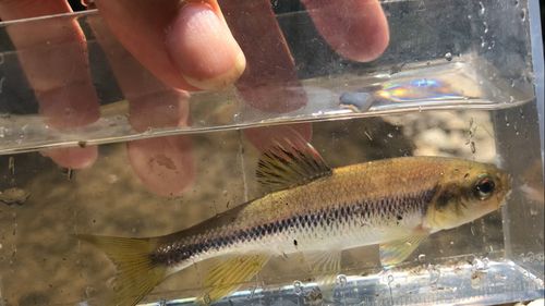 カワムツの釣果