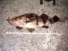 ベッコウゾイの釣果