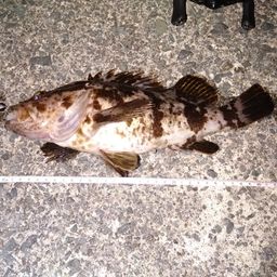 ベッコウゾイ