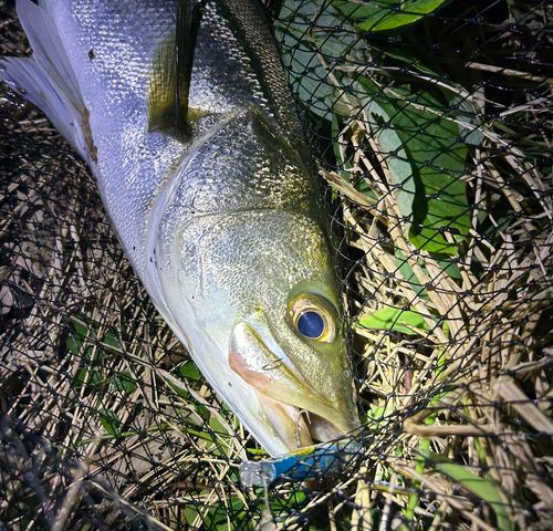 スズキの釣果
