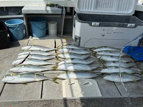 メジロの釣果
